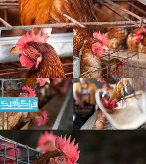 دانلود تصاویر استوک مرغ تولید گوشت و تخم مرغ - رایگان