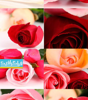 دانلود تصاویر استوک گل رز قرمز و صورتی