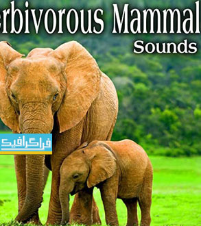 دانلود افکت های صوتی حیوانات پستاندار