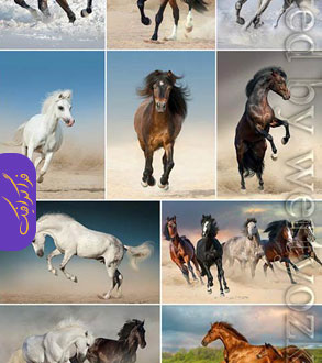 دانلود تصاویر استوک اسب - Horse Stock Photos