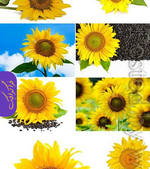 دانلود تصاویر استوک گل های آفتابگردان - شماره 2