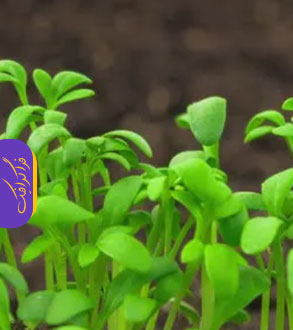 دانلود ویدیو فوتیج رشد گیاهان - Growing Plants